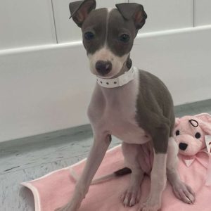 Italian Greyhound 4737