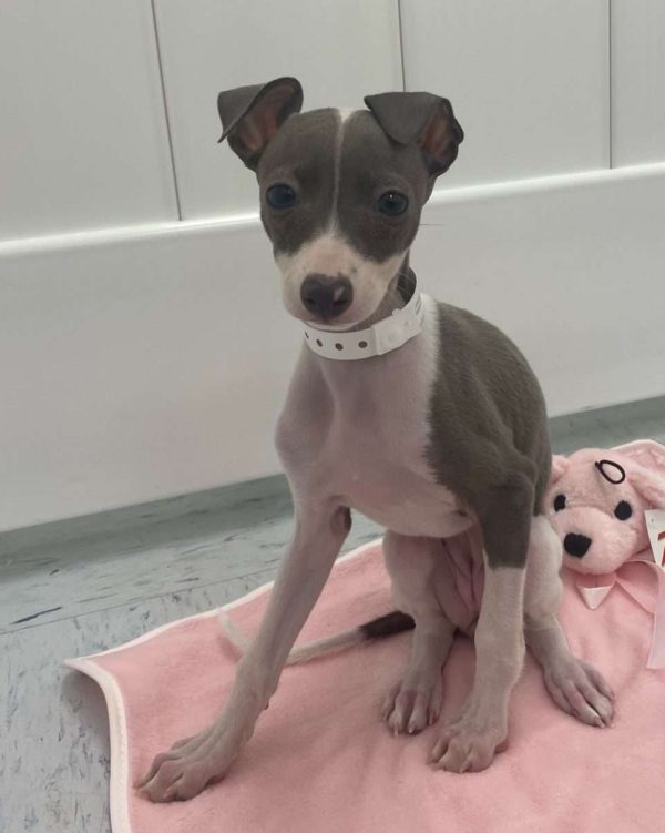 Italian Greyhound 4737
