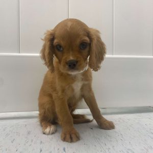 Cavachon 7013