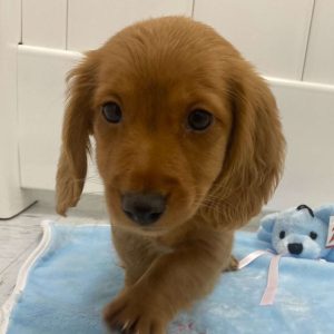 Dachshund 4046