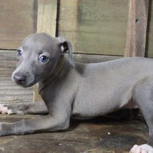 Italian Greyhound 8926