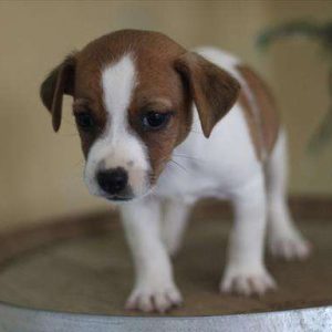 Jack Russell Terrier 5169