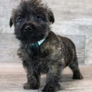 Cairn Terrier 8557