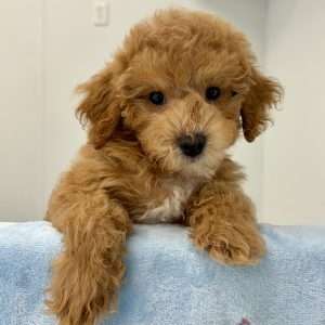 Toy Poodle 2268
