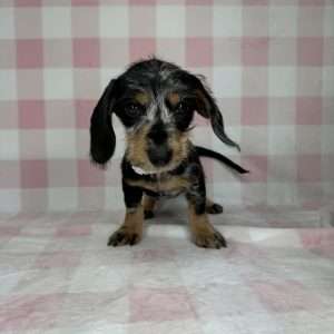 Dachshund 7858