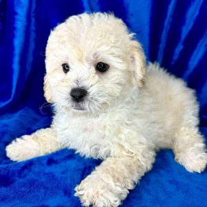 Bichapoo 2213