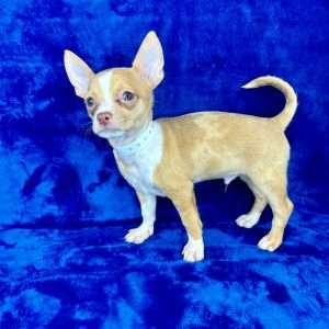Chihuahua 6938