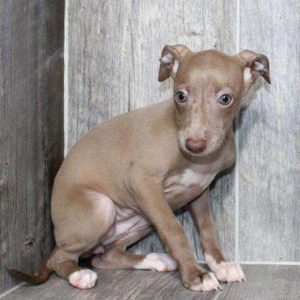 Italian Greyhound 6199