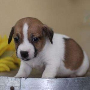 Jack Russell Terrier 2751