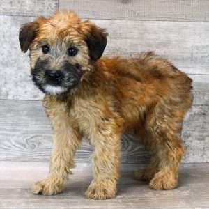 Soft Coated Wheaten 2373