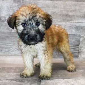Soft Coated Wheaten 3789