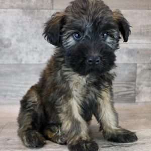 Soft Coated Wheaten 3945