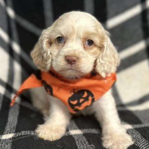 Cocker Spaniel 3069