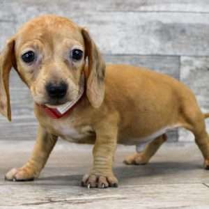 Dachshund 5816