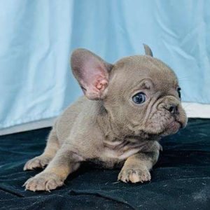French Bulldog 7886