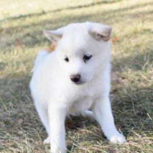 Shiba Inu 5934