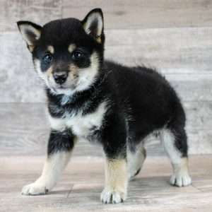 Shiba Inu 7095