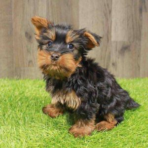 Silky Terrier 7455
