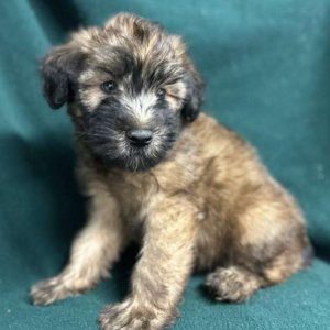 Soft Coated Wheaten 3450