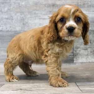 Cocker Spaniel 4913