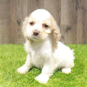 Cocker Spaniel 9227