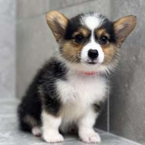 Pembroke Welsh Corgi 7214