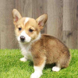 Pembroke Welsh Corgi 8757