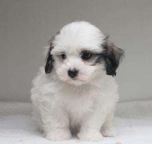 Coton de Tulear 4804