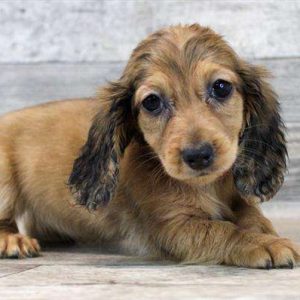 Dachshund 7878