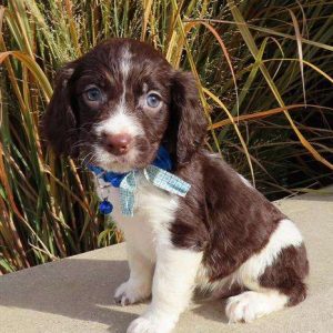 English Springer Spaniel 6712