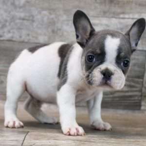 French Bulldog 4431