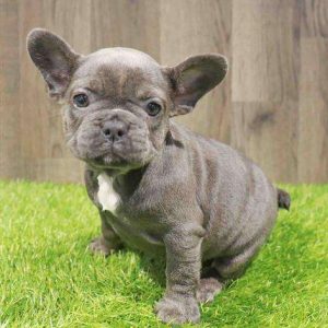 French Bulldog 7029