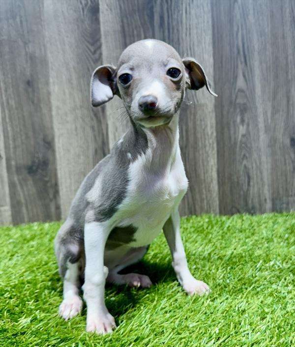Italian Greyhound Puppies Select A Puppy 