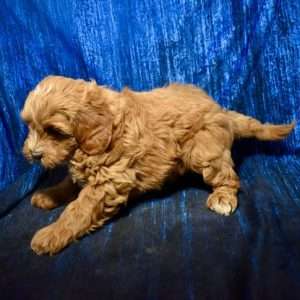 Mini Goldendoodle 5936