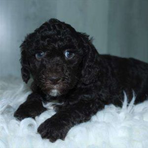 Mini Labradoodle 7175