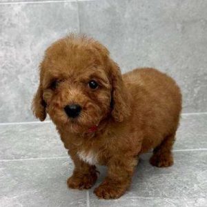 Poodle 6946
