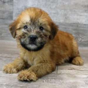 Soft Coated Wheaten 7281
