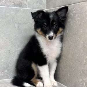 Shetland Sheepdog 6975