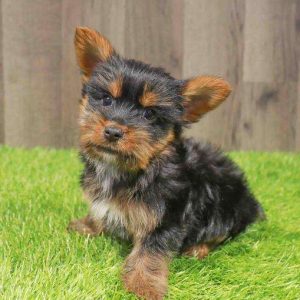 Silky Terrier 5927