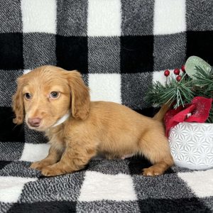 Dachshund 2645