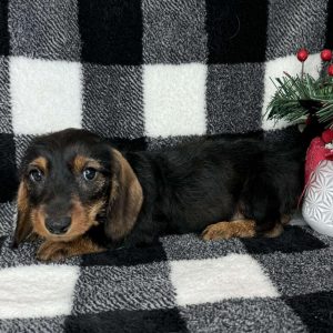 Dachshund 2656