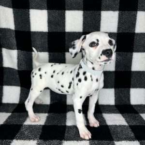 Dalmatian 0028