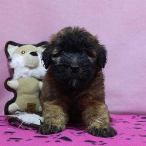 Soft Coated Wheaten 8358