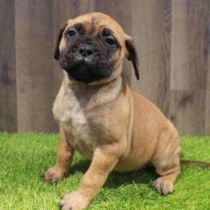 Bullmastiff 5519