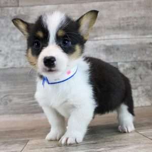Pembroke Welsh Corgi 5887