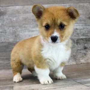Pembroke Welsh Corgi 7923