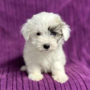 Coton de Tulear 0929