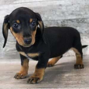 Dachshund 4119