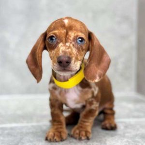 Dachshund 7512