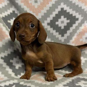 Dachshund 8980